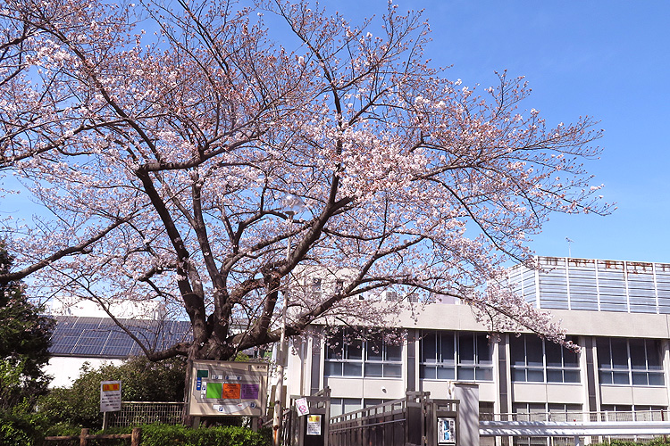桜、さくらー　(^_-)-☆