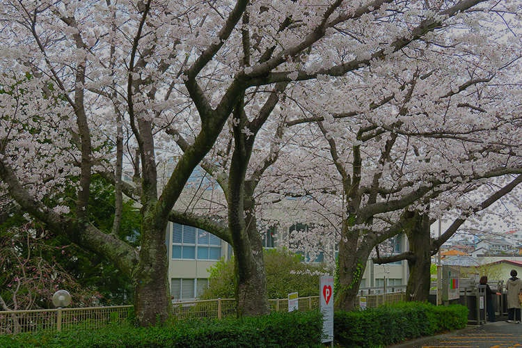 桜、さくらー (^^♪